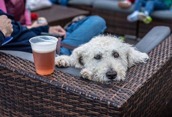 White shaggy dog resting its head on a patio table next to a beer