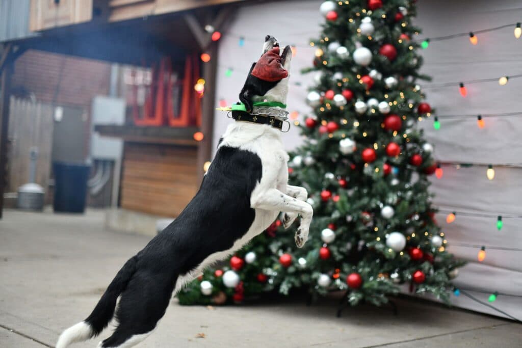 Full send — leaping for the toy by the tree