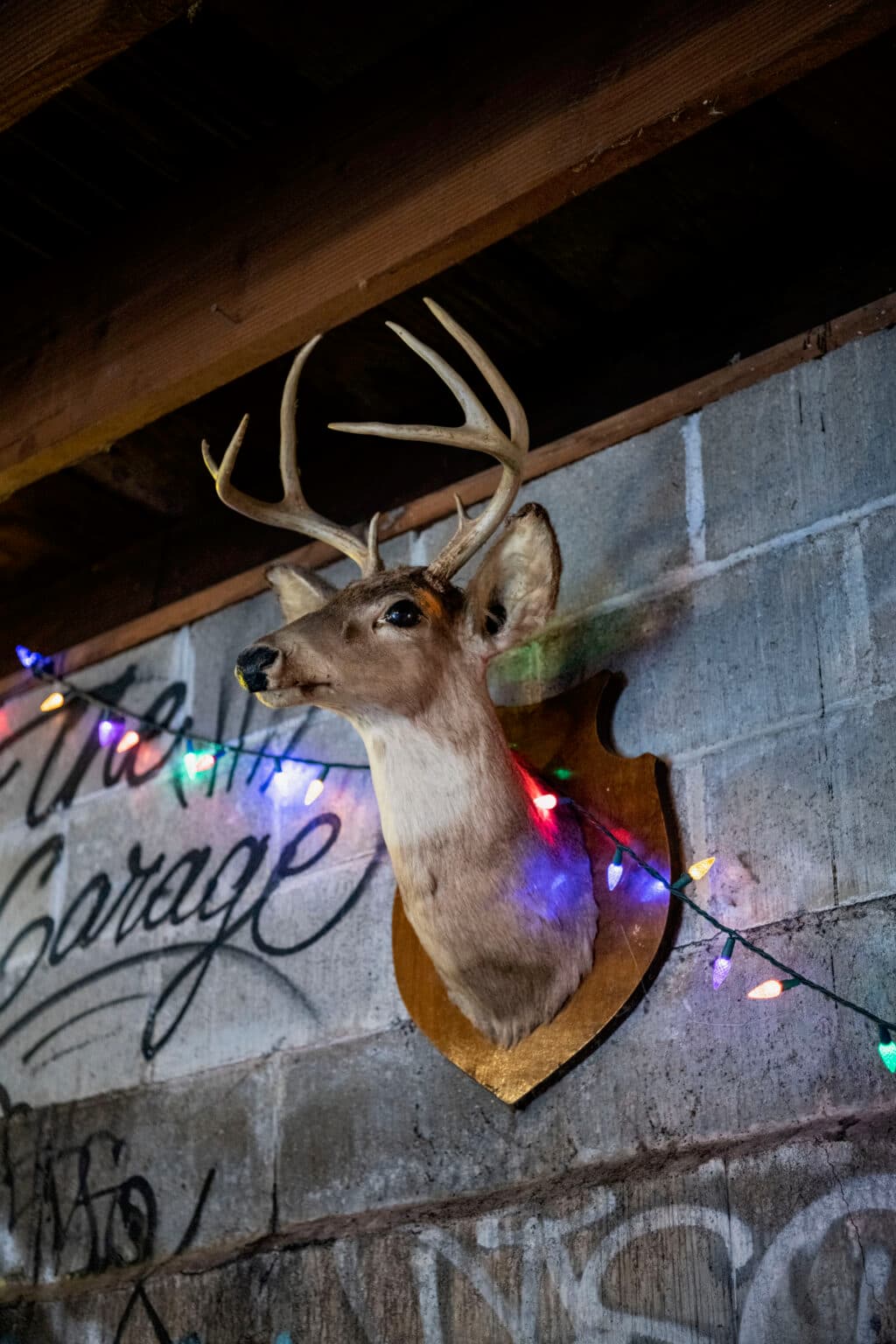 The Garage's deer mount, dressed in Christmas lights