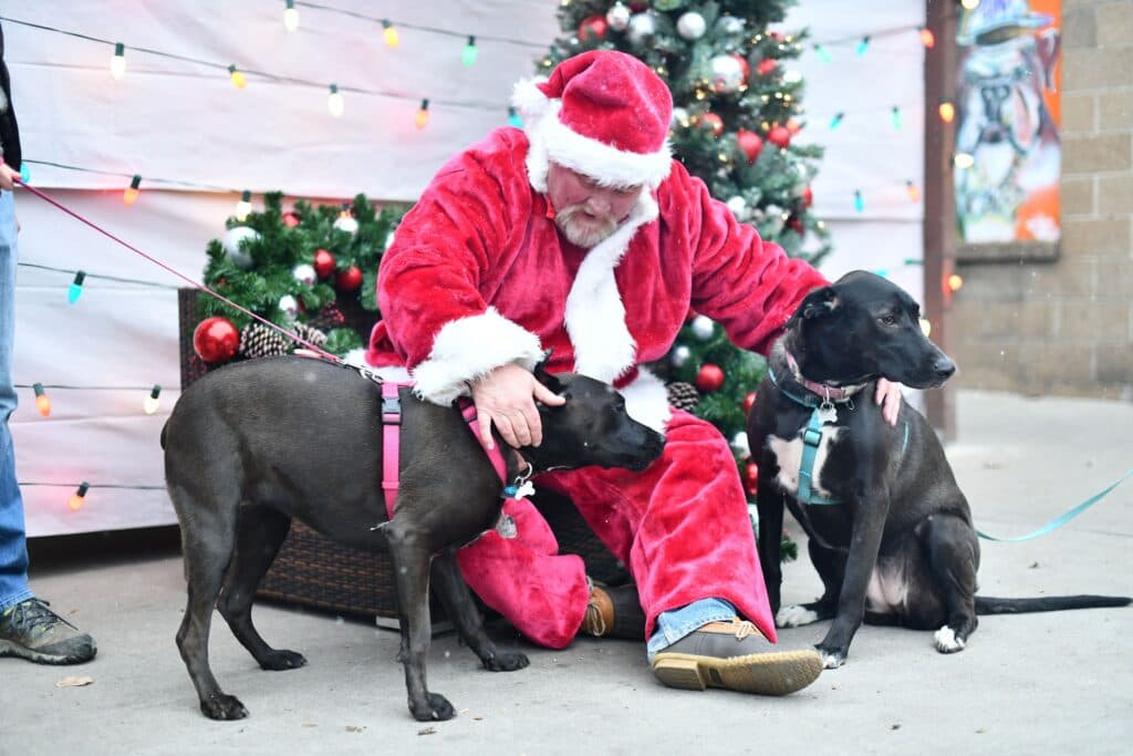 Two black dogs flank Santa
