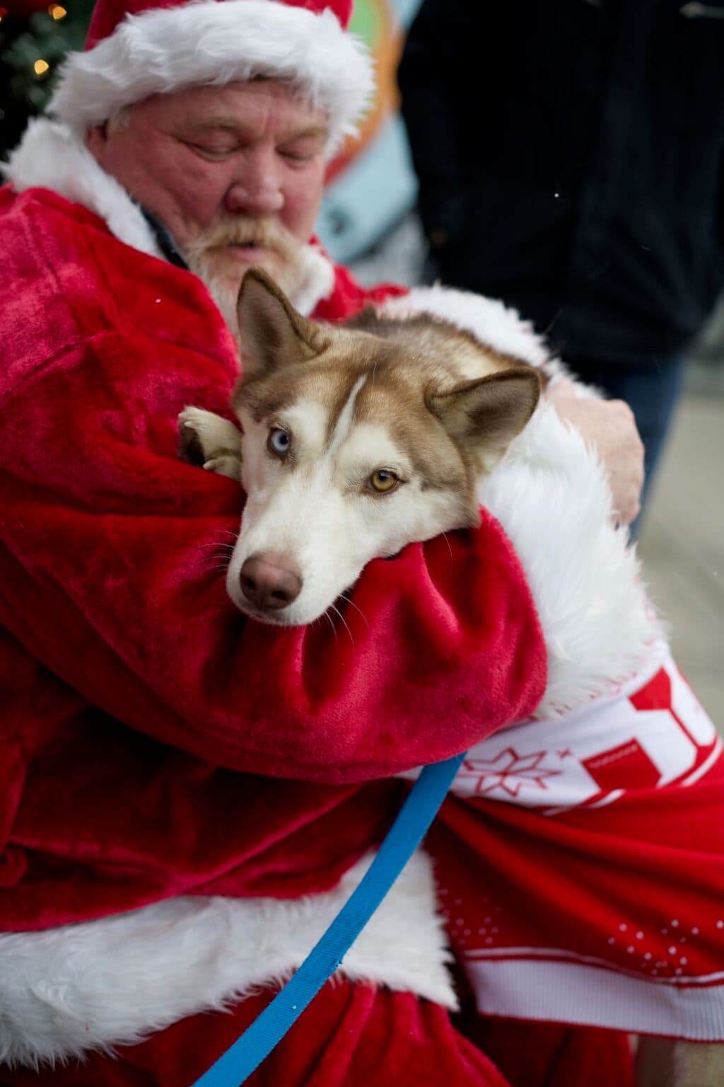 Husky getting the full Santa hug