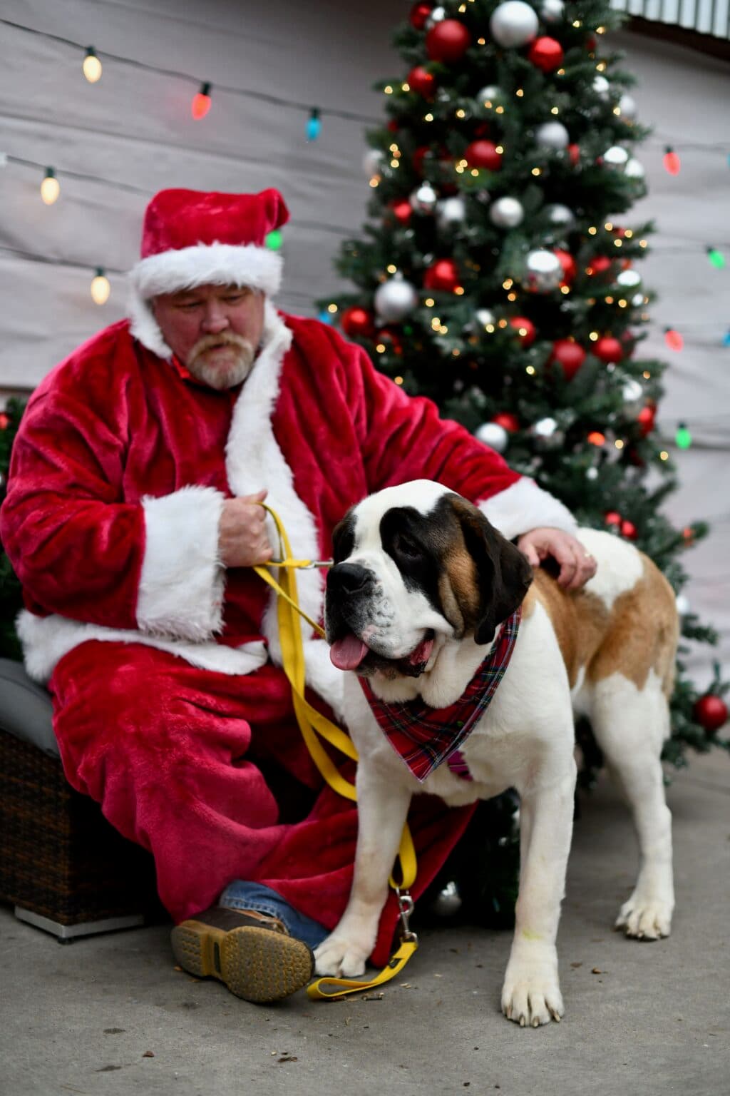 Santa and a very good Saint Bernard