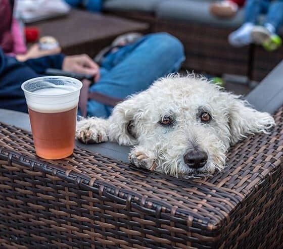 White shaggy dog resting its head on a patio table next to a beer